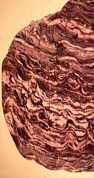stromatolite